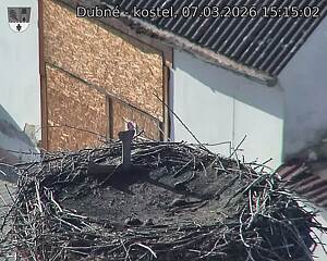 Capi_Dubne_20260307_151502.jpg (1350&nbsp;x&nbsp;1080)