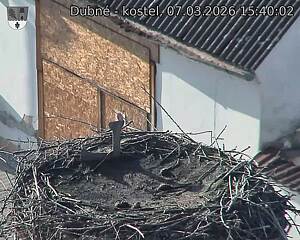 Capi_Dubne_20260307_154002.jpg (1350&nbsp;x&nbsp;1080)