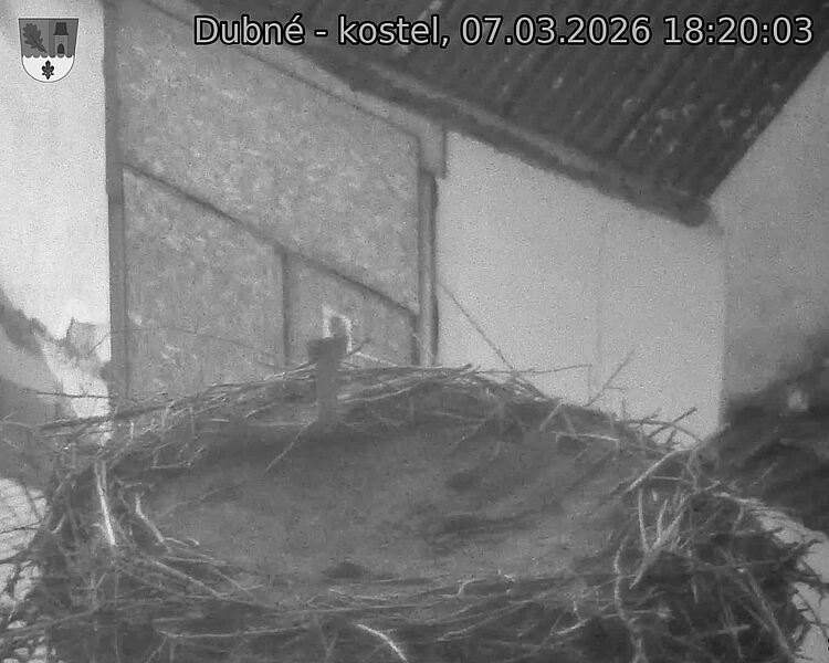 Capi_Dubne_20260307_182003.jpg (1350&nbsp;x&nbsp;1080)