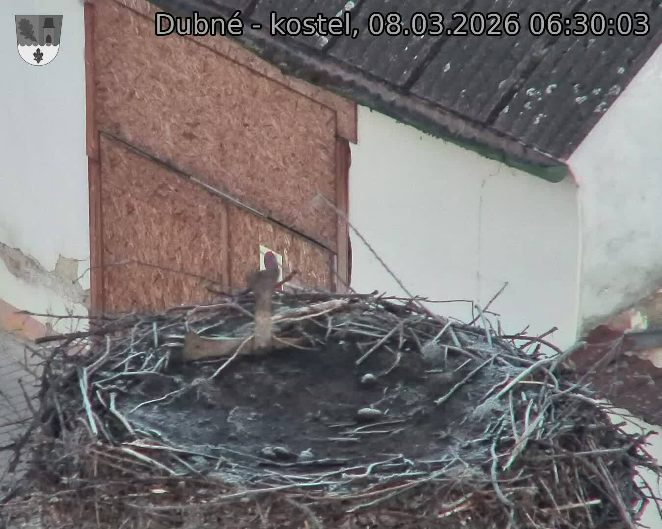 Capi_Dubne_20260308_063003.jpg (1350&nbsp;x&nbsp;1080)