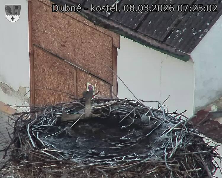 Capi_Dubne_20260308_072502.jpg (1350&nbsp;x&nbsp;1080)