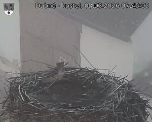 Capi_Dubne_20260308_074502.jpg (1350&nbsp;x&nbsp;1080)