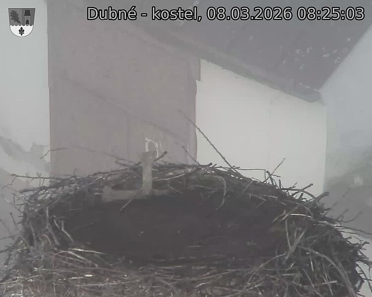 Capi_Dubne_20260308_082503.jpg (1350&nbsp;x&nbsp;1080)