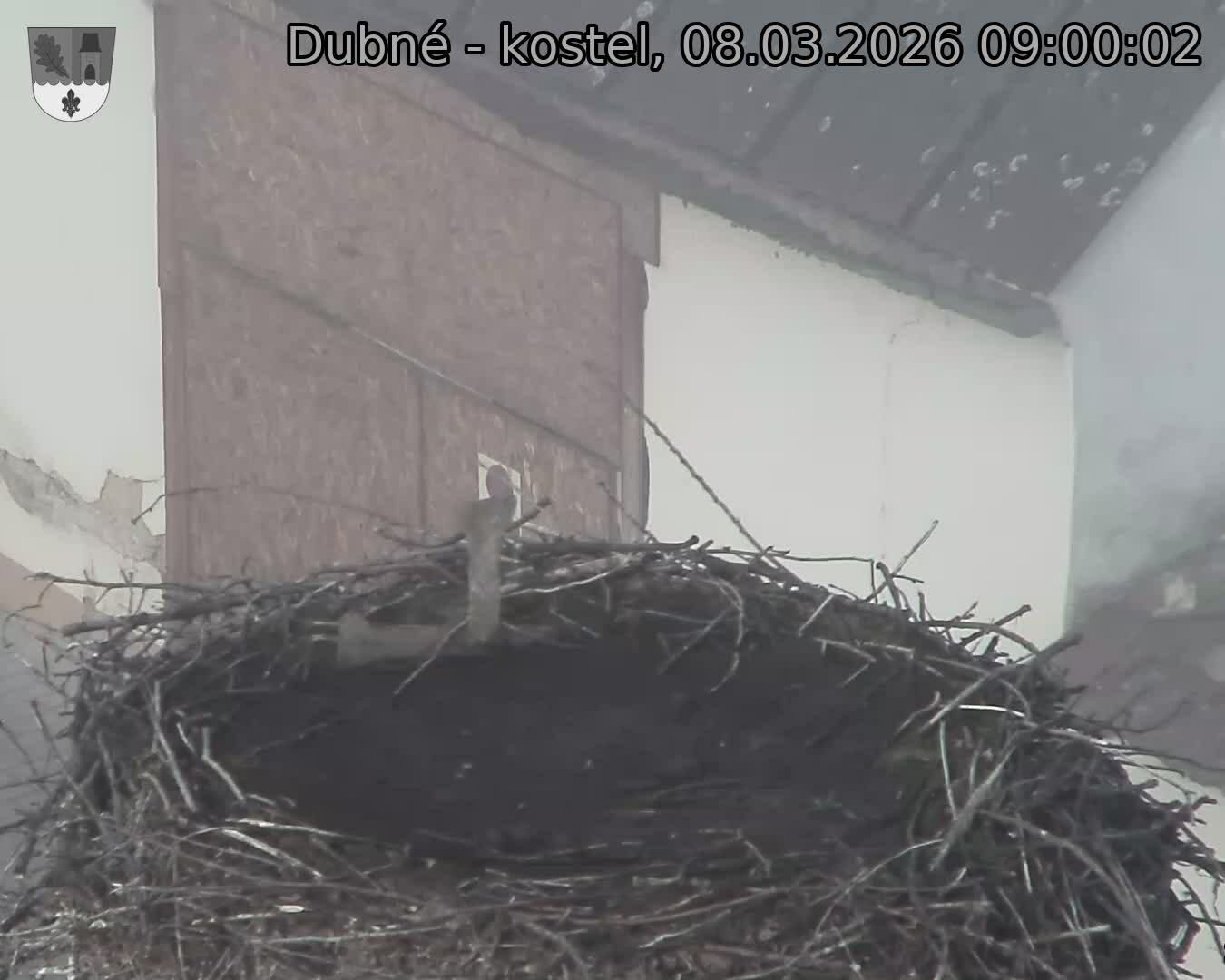 Capi_Dubne_20260308_090002.jpg (1350&nbsp;x&nbsp;1080)
