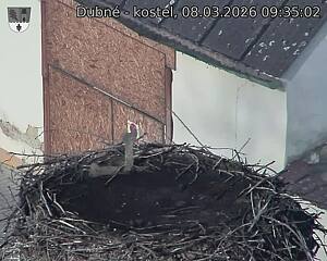 Capi_Dubne_20260308_093502.jpg (1350&nbsp;x&nbsp;1080)