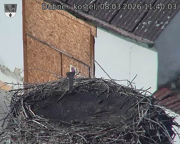 Capi_Dubne_20260308_114003.jpg (1350&nbsp;x&nbsp;1080)