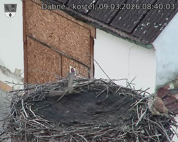 Capi_Dubne_20260309_084003.jpg (1350&nbsp;x&nbsp;1080)