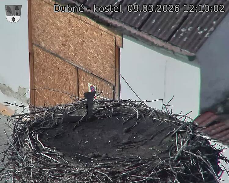 Capi_Dubne_20260309_121002.jpg (1350&nbsp;x&nbsp;1080)