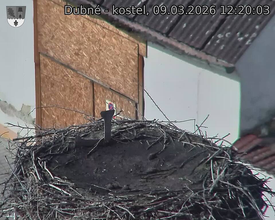 Capi_Dubne_20260309_122003.jpg (1350&nbsp;x&nbsp;1080)