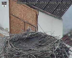 Capi_Dubne_20260309_161002.jpg (1350&nbsp;x&nbsp;1080)