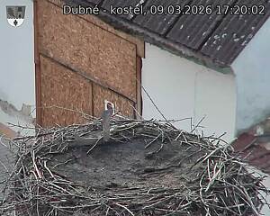 Capi_Dubne_20260309_172002.jpg (1350&nbsp;x&nbsp;1080)