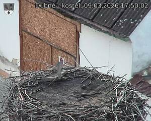 Capi_Dubne_20260309_175002.jpg (1350&nbsp;x&nbsp;1080)