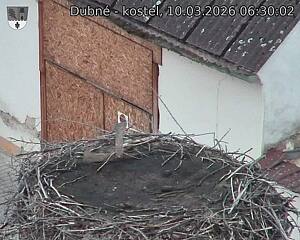 Capi_Dubne_20260310_063002.jpg (1350&nbsp;x&nbsp;1080)