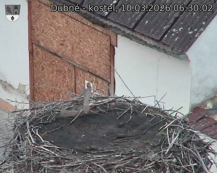 Capi_Dubne_20260310_063002.jpg (1350&nbsp;x&nbsp;1080)