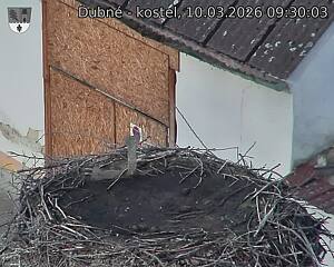 Capi_Dubne_20260310_093003.jpg (1350&nbsp;x&nbsp;1080)