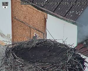 Capi_Dubne_20260310_102502.jpg (1350&nbsp;x&nbsp;1080)