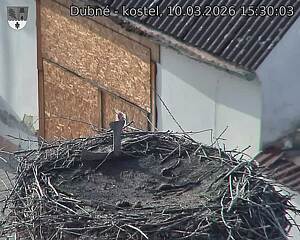 Capi_Dubne_20260310_153003.jpg (1350&nbsp;x&nbsp;1080)