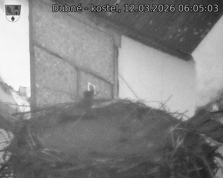 Capi_Dubne_20260312_060503.jpg (1350&nbsp;x&nbsp;1080)