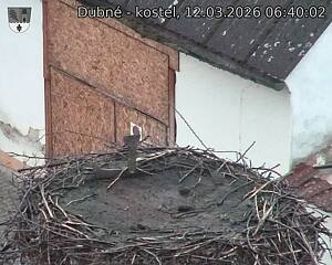 Capi_Dubne_20260312_064002.jpg (1350&nbsp;x&nbsp;1080)