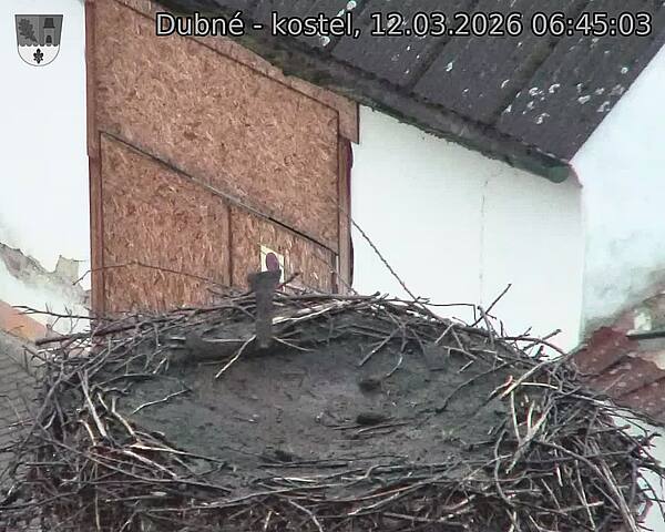 Capi_Dubne_20260312_064503.jpg (1350&nbsp;x&nbsp;1080)