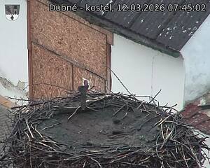 Capi_Dubne_20260312_074502.jpg (1350&nbsp;x&nbsp;1080)