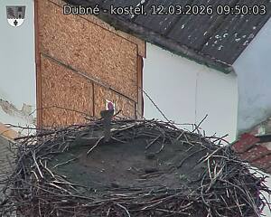 Capi_Dubne_20260312_095003.jpg (1350&nbsp;x&nbsp;1080)