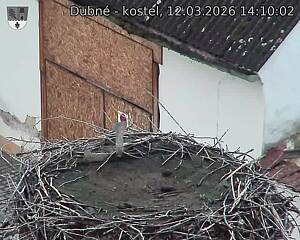 Capi_Dubne_20260312_141002.jpg (1350&nbsp;x&nbsp;1080)