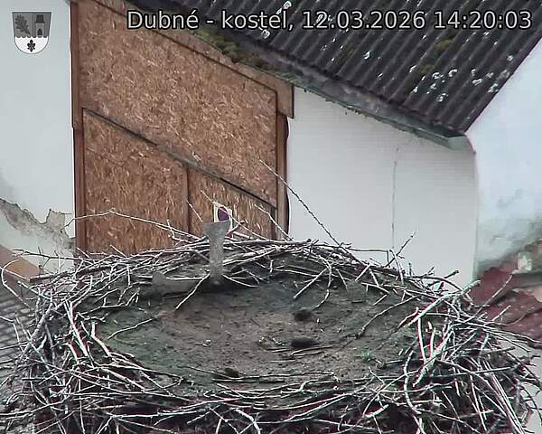 Capi_Dubne_20260312_142003.jpg (1350&nbsp;x&nbsp;1080)