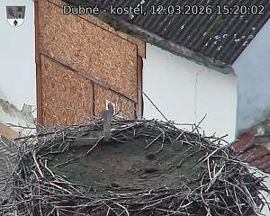 Capi_Dubne_20260312_152002.jpg (1350&nbsp;x&nbsp;1080)