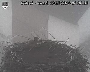 Capi_Dubne_20260313_063003.jpg (1350&nbsp;x&nbsp;1080)