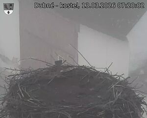 Capi_Dubne_20260313_072002.jpg (1350&nbsp;x&nbsp;1080)