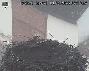 Capi_Dubne_20260313_073002.jpg (1350&nbsp;x&nbsp;1080)