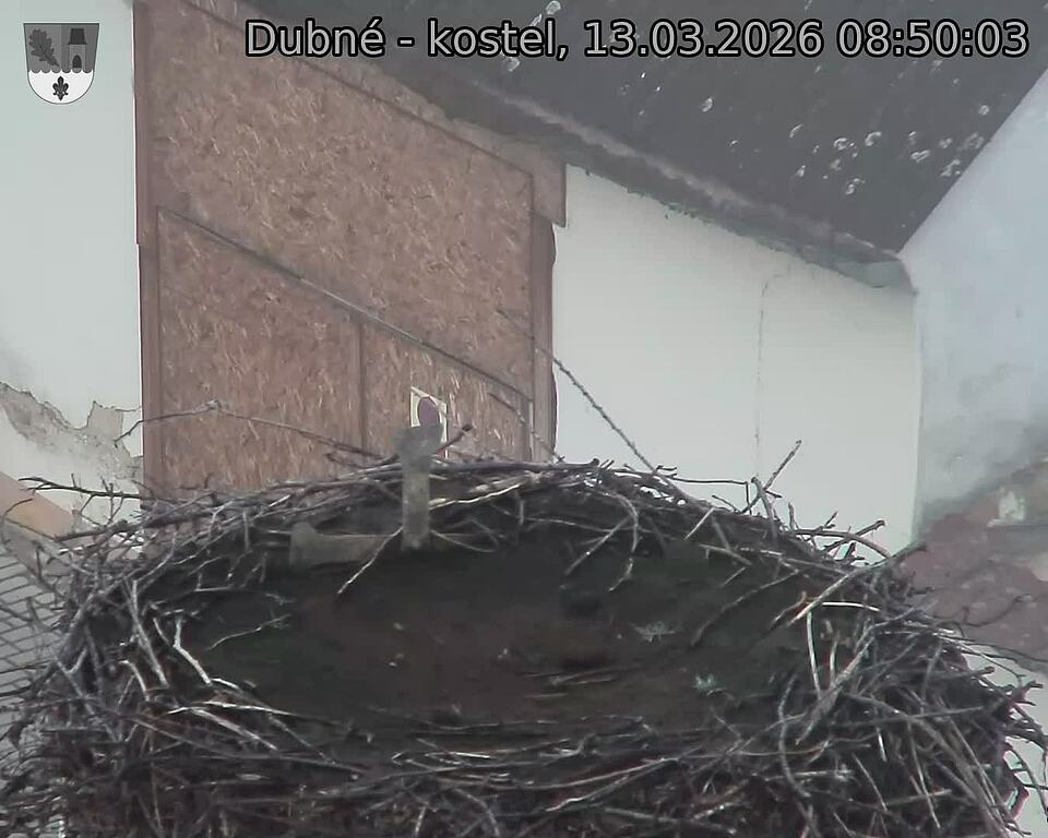 Capi_Dubne_20260313_085003.jpg (1350&nbsp;x&nbsp;1080)