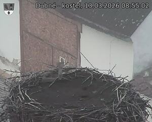 Capi_Dubne_20260313_085502.jpg (1350&nbsp;x&nbsp;1080)