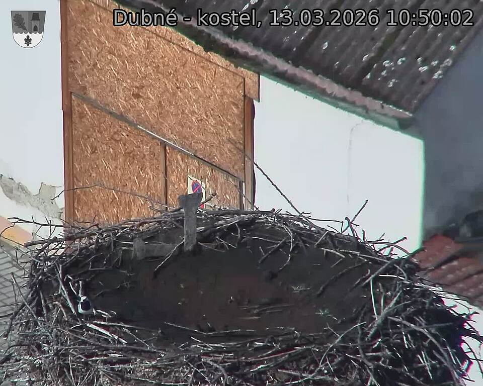 Capi_Dubne_20260313_105002.jpg (1350&nbsp;x&nbsp;1080)