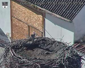 Capi_Dubne_20260313_150504.jpg (1350&nbsp;x&nbsp;1080)