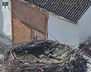 Capi_Dubne_20260313_161003.jpg (1350&nbsp;x&nbsp;1080)