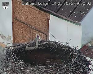 Capi_Dubne_20260314_090003.jpg (1350&nbsp;x&nbsp;1080)