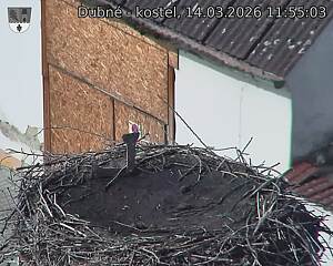 Capi_Dubne_20260314_115503.jpg (1350&nbsp;x&nbsp;1080)