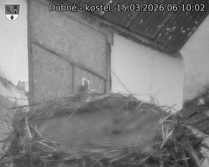 Capi_Dubne_20260315_061002.jpg (1350&nbsp;x&nbsp;1080)