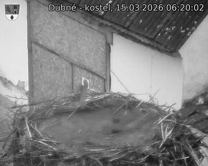 Capi_Dubne_20260315_062002.jpg (1350&nbsp;x&nbsp;1080)