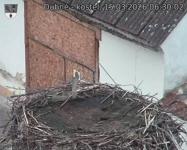 Capi_Dubne_20260315_063002.jpg (1350&nbsp;x&nbsp;1080)