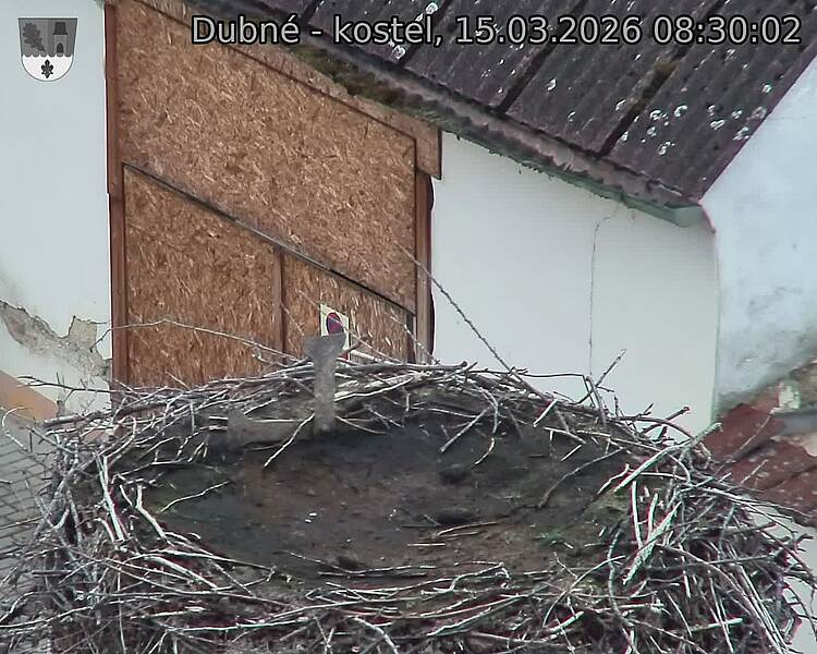 Capi_Dubne_20260315_083002.jpg (1350&nbsp;x&nbsp;1080)