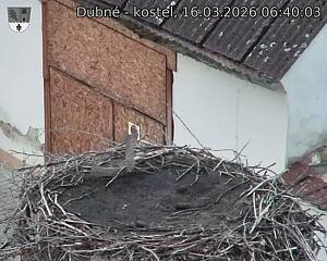 Capi_Dubne_20260316_064003.jpg (1350&nbsp;x&nbsp;1080)