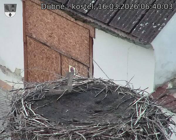 Capi_Dubne_20260316_064003.jpg (1350&nbsp;x&nbsp;1080)