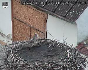 Capi_Dubne_20260316_072003.jpg (1350&nbsp;x&nbsp;1080)