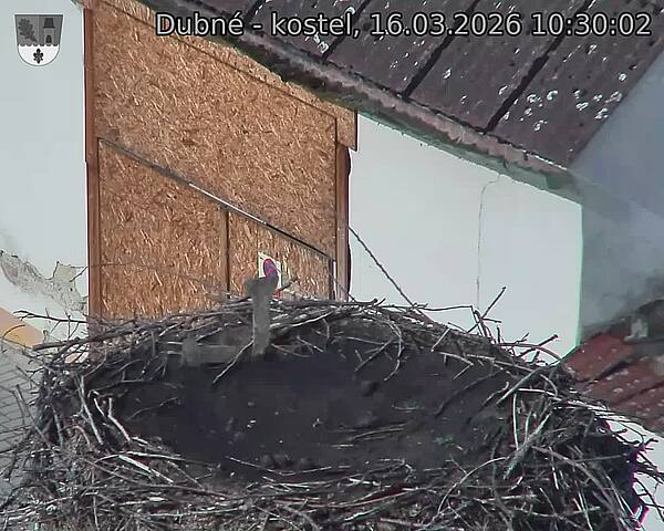Capi_Dubne_20260316_103002.jpg (1350&nbsp;x&nbsp;1080)