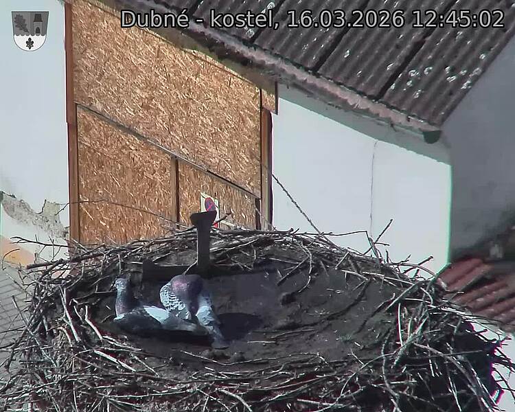 Capi_Dubne_20260316_124502.jpg (1350&nbsp;x&nbsp;1080)