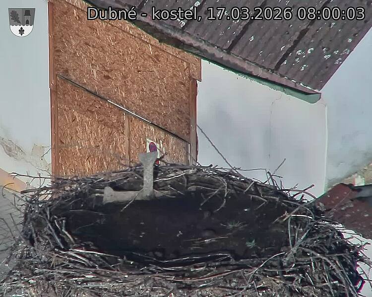 Capi_Dubne_20260317_080003.jpg (1350&nbsp;x&nbsp;1080)