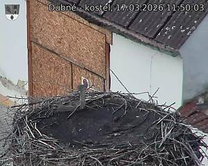 Capi_Dubne_20260317_115003.jpg (1350&nbsp;x&nbsp;1080)